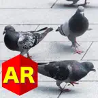 Anywhere Pigeon AR iOS Icon