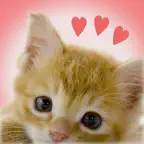 My Kittens iOS Icon