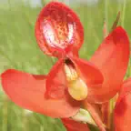 Chikanda Orchid Key iOS Icon