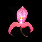 FloraDoc iOS Icon