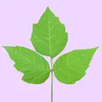Poison Ivy iOS Icon