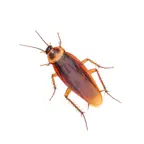 Bug Plague - Play on Watch iOS Icon