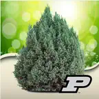 Purdue Shrub Doctor iOS Icon