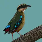 Birds of Zambia iOS Icon