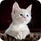 Find a Cat! iOS Icon