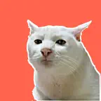 Cat Meme Stickers iOS Icon