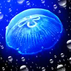 JellyfishGO -  Appreciation iOS Icon