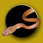 Australian Snake ID icon