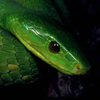 eSnakes Southern Africa iOS Icon