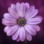 Flowers Wallpapers: HD iOS Icon