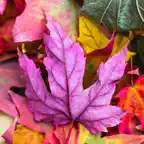 Autumn Wallpapers: HD iOS Icon
