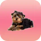 Lucky Stickers iOS Icon