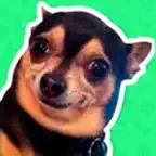 Best Dog Stickers for iMessage iOS Icon