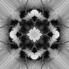 Fou Flowers iOS Icon