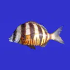 Marine Fish Guide iOS Icon
