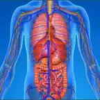 Innere Anatomie Testfragen iOS Icon
