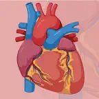 Learn Cardiovascular System iOS Icon