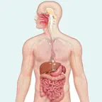 Learn Digestive System iOS Icon