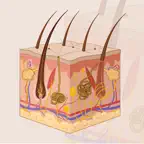 Learn Integumentary System iOS Icon