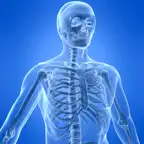Learn Skeletal System iOS Icon