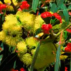 EUCLID Eucalypts of Australia icon