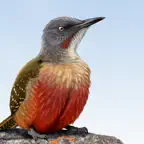 Sasol eBirds Southern Africa icon