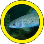 Fish Sorter iOS Icon