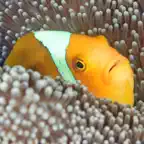 Solomon Islands Fish ID iOS Icon