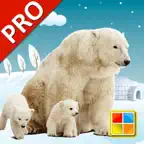 Animals Cards PRO iOS Icon
