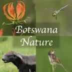 Botswana Wildlife Guide iOS Icon