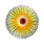 Banksia iOS Icon