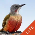 Sasol eBirds South Africa LITE iOS Icon
