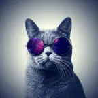 Cats Wallpapers 4K HQ Notch iOS Icon