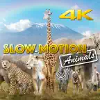 Slow Motion Animals 4K iOS Icon