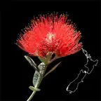 NZ Myrtaceae Key iOS Icon