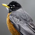 Birds of North America: Sounds iOS Icon