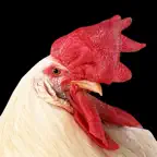 Istana Ayam Tua iOS Icon