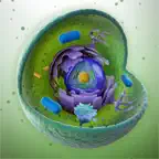 Learn Histology iOS Icon