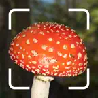 Mushroom Identification. iOS Icon