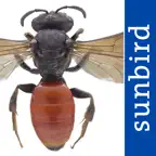Wildbienen Id BienABest iOS Icon