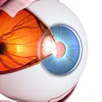 Vision Workout : Eye Training iOS Icon
