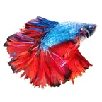 Betta Fish - Virtual Aquarium iOS Icon