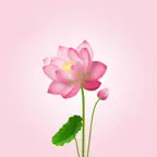 My Divine Love iOS Icon