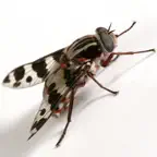 On The Fly iOS Icon