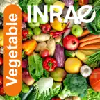 Vegetable iOS Icon