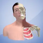 3D Cervical Dystonia iOS Icon