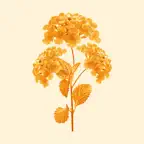 Lantana in Residence iOS Icon