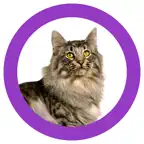 Cat Show 360 iOS Icon