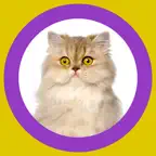 Cat Show 360x iOS Icon