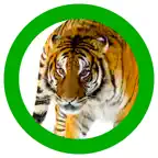 Animals 360 iOS Icon